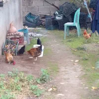 مرغ و خروس مینیاتوری