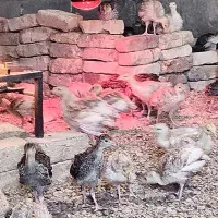 پرورش رایگان بوقلمون|استخدام صنعتی، فنی، مهندسی|اهواز, زندوکیلی|دیوار