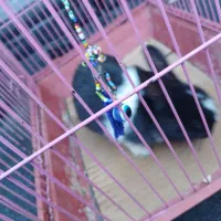 خرگوش مینیاتوری فوری|موش و خرگوش|تهران, سلیمانی|دیوار