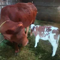 لیموزین 4دندان گوساله ماده