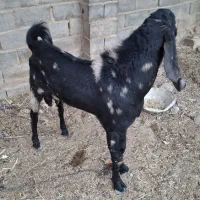 مری اصل|حیوانات مزرعه|هیرمند, |دیوار