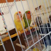 یک جفت طوطی برزیلی سالم و سر حال|پرنده|کرمان, |دیوار