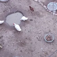 اردک شوروی 3 عدد