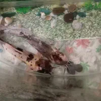 دوعدد ماهی کت آفریقایی