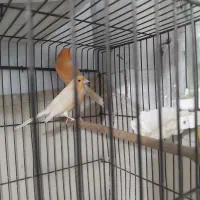 یه جفت قناری فوق سالم نرپرتغالی رباط کریم