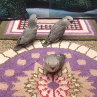 طوطی برزیلی|پرنده|پاکدشت, پاکدشت (مامازند)|دیوار