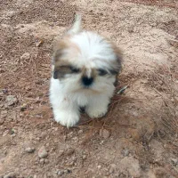 سگ شیتزو سوپر فیلت