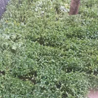 نشا|خدمات باغبانی و درختکاری|نورآباد, |دیوار