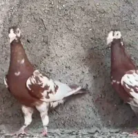 کبوتر پلاکی