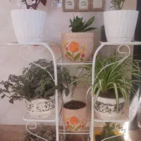 استند فرفورژه