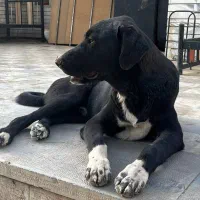 واگذاری(رایگان) سگ نگهبان.