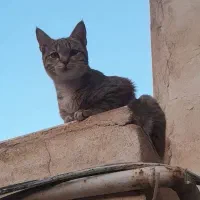 واگذاری گربه|گربه|منجیل, |دیوار