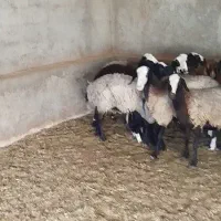 فروش میش شال|حیوانات مزرعه|اردستان, |دیوار