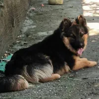 سگ ژرمن