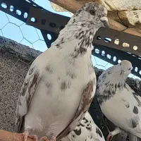 کبوتر عالی|پرنده|تهران, مطهری|دیوار