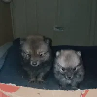 توله پامر اصل|سگ|صحنه, |دیوار