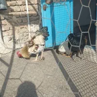 دو عدد مرغ و چهار عدد خروس