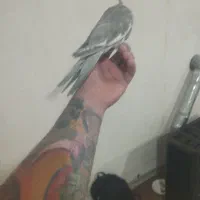 سهره و قناری فروش معاوضه