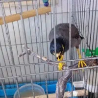 یه مرغ مینا رخ به رخ حرف میزنه