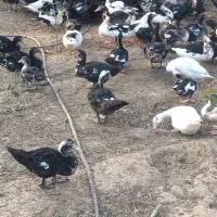 اردک خارجی تعداد بالا نرو ماده