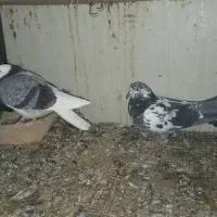 جوجه کفتر|پرنده|تهران, جیحون|دیوار