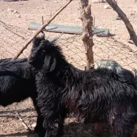 بره و کهره میش بز قوچ نر ماده ام قصابی|حیوانات مزرعه|شیراز, احمدی جنوبی|دیوار