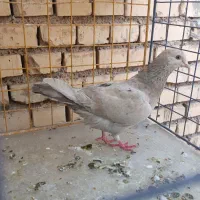 کبوتر|پرنده|خرمشهر, |دیوار