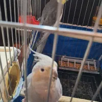 عروس هلندی جفت با جوجه جوجه سرلاکی جفت