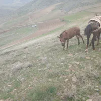 قاطر ماده خوشتیپ