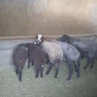 گوسفند