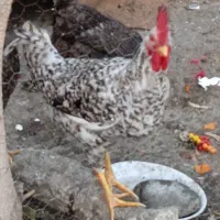 خروس|حیوانات مزرعه|گتوند, |دیوار