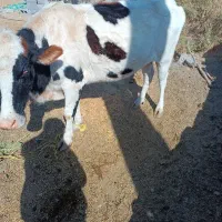 گاو|حیوانات مزرعه|رودخانه, |دیوار