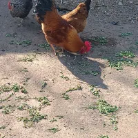 خروس جوان و چاق