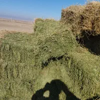 فروش یونجه چین یک ودو|خدمات باغبانی و درختکاری|هریس, |دیوار