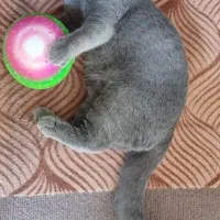 گربه اسکاتیش برتیشن فولد بلو اصیل