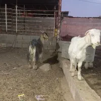 بز و کهره|حیوانات مزرعه|خرامه, |دیوار