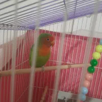 کوتوله برزیلی نر و ماده