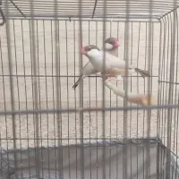 فنج نرگسی شکلاتی ..زبرا انگلیسی