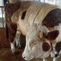 نر  کیلوی ۴۴۰۰۰۰تومان نقدی