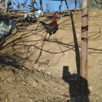 مرغ خروس محلی|حیوانات مزرعه|بانه, |دیوار