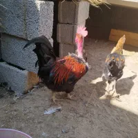 خروس پاکوتاه