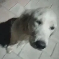 سگ ماده ، گم،شده