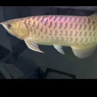 ماهی مانستر خاص اروانا گلدن هد ۴۰ سانت