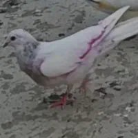 کفتر.جوجه گم شده