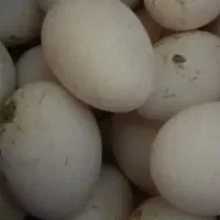 تخم غاز