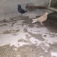 دم پاک|پرنده|گتوند, |دیوار