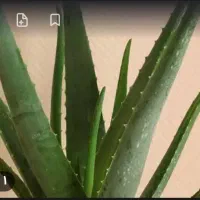 فروش گیاه طبیعی آلوورا