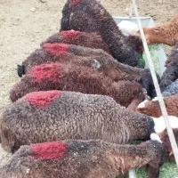 بره علف خور افشار
