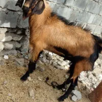 نری مخصوص داشت رودان|حیوانات مزرعه|رودان, |دیوار