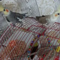 پرنده (عروس هلندی)